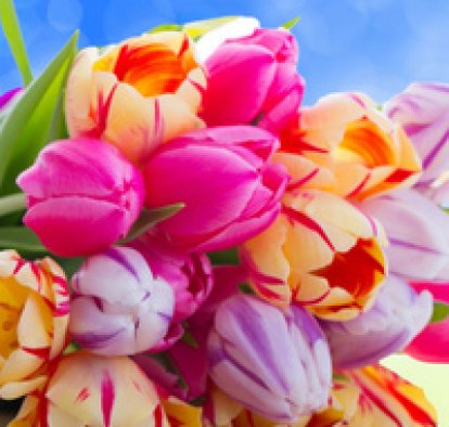 Елена Стоцкая