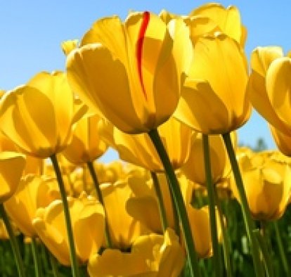 Ирина Машадова